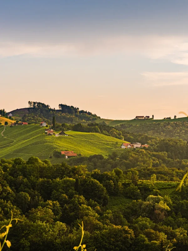 vineyards-in-austria